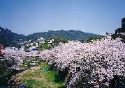 芦屋川沿いの桜